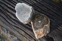 Polished Petrified Wood Branch Pieces  x 2 From Gokwe, Zimbabwe - Toprock Gemstones and Minerals 