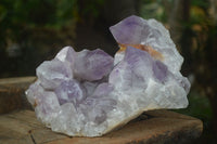 Natural Large Jacaranda Amethyst Cluster  x 1 From Mumbwa, Zambia - Toprock Gemstones and Minerals 