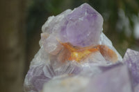 Natural Large Jacaranda Amethyst Cluster  x 1 From Mumbwa, Zambia - Toprock Gemstones and Minerals 