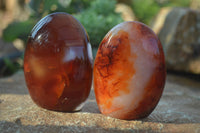 Polished Carnelian Agate Standing Free Forms  x 6 From Madagascar - Toprock Gemstones and Minerals 