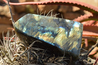 Polished Labradorite Standing Free Forms With Intense Blue & Gold Flash x 2 From Sakoany, Madagascar - TopRock