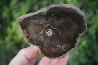 Polished Petrified Wood Branch Pieces  x 2 From Gokwe, Zimbabwe - Toprock Gemstones and Minerals 