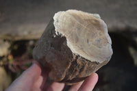 Polished Petrified Wood Branch Pieces  x 2 From Gokwe, Zimbabwe - Toprock Gemstones and Minerals 