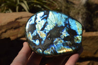 Polished Labradorite Standing Free Forms With Intense Blue & Gold Flash x 2 From Sakoany, Madagascar - TopRock