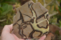 Polished Septaria (Calcite & Aragonite) Slices  x 6 From Madagascar - TopRock