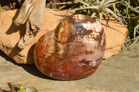 Polished Large Petrified Red Podocarpus Wood Hearts  x 2 From Mahajanga, Madagascar - TopRock