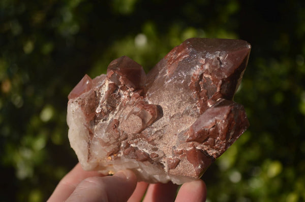 Natural Red Hematoid Quartz Specimens x 6 From Karoi, Zimbabwe