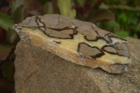 Polished Septaria (Calcite & Aragonite) Slices  x 6 From Madagascar - TopRock