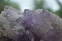 Natural Jacaranda Amethyst Cluster x 1 From Mumbwa, Zambia - TopRock