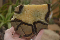 Polished Septaria (Calcite & Aragonite) Slices  x 6 From Madagascar - TopRock