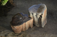 Polished Petrified Wood Branch Pieces  x 2 From Gokwe, Zimbabwe - Toprock Gemstones and Minerals 