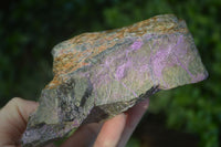 Natural Rough Stichtite & Serpentine Specimens  x 3 From Barberton, South Africa - Toprock Gemstones and Minerals 