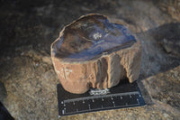 Polished Petrified Wood Branch Pieces  x 2 From Gokwe, Zimbabwe - Toprock Gemstones and Minerals 