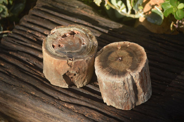 Polished Petrified Wood Branch Pieces  x 2 From Gokwe, Zimbabwe - Toprock Gemstones and Minerals 