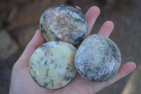 Polished Stunning Dendritic Opal Palm Stones  x 12 From Madagascar - Toprock Gemstones and Minerals 