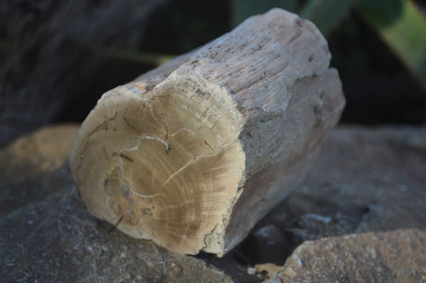 Polished Petrified Wood Branch Pieces  x 2 From Gokwe, Zimbabwe - Toprock Gemstones and Minerals 