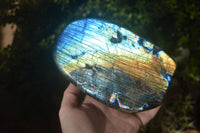 Polished Blue & Gold Labradorite Standing Free Form  x 1 From Tulear, Madagascar