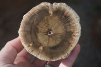 Polished Petrified Wood Branch Pieces  x 2 From Gokwe, Zimbabwe - Toprock Gemstones and Minerals 