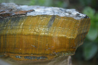 Natural Golden Blue Tigers Eye Specimens  x 2 From Prieska, South Africa - TopRock