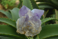 Natural Jacaranda Amethyst Clusters  x 3 From Mumbwa, Zambia - Toprock Gemstones and Minerals 