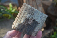 Polished Petrified Wood Branch Pieces  x 2 From Gokwe, Zimbabwe - Toprock Gemstones and Minerals 