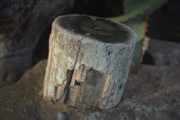 Polished Petrified Wood Branch Pieces  x 2 From Gokwe, Zimbabwe - Toprock Gemstones and Minerals 