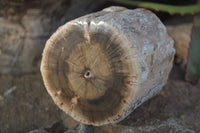 Polished Petrified Wood Branch Pieces  x 2 From Gokwe, Zimbabwe - Toprock Gemstones and Minerals 