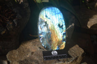 Polished Blue & Gold Labradorite Standing Free Form  x 1 From Tulear, Madagascar