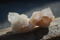 Natural White Spirit Cactus Quartz Crystals  x 24 From Boekenhouthoek, South Africa - Toprock Gemstones and Minerals 