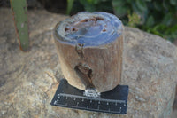 Polished Petrified Wood Branch Pieces  x 2 From Gokwe, Zimbabwe - Toprock Gemstones and Minerals 