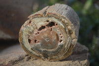 Polished Petrified Wood Branch Pieces  x 2 From Gokwe, Zimbabwe - Toprock Gemstones and Minerals 