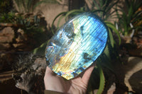 Polished Blue & Gold Labradorite Standing Free Form  x 1 From Tulear, Madagascar