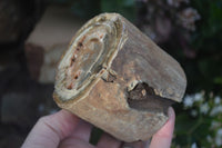 Polished Petrified Wood Branch Pieces  x 2 From Gokwe, Zimbabwe - Toprock Gemstones and Minerals 