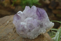 Natural Jacaranda Amethyst Clusters  x 2 From Zambia - Toprock Gemstones and Minerals 