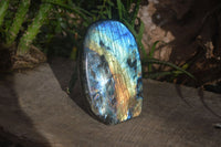 Polished Blue & Gold Labradorite Standing Free Form  x 1 From Tulear, Madagascar