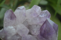 Natural Jacaranda Amethyst Clusters  x 2 From Zambia - Toprock Gemstones and Minerals 