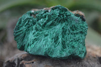 Natural Large Chatoyant Silky Malachite Specimens  x 4 From Kasompe, Congo - Toprock Gemstones and Minerals 