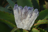 Natural Sugar Amethyst Clusters  x 6 From Solwezi, Zambia - Toprock Gemstones and Minerals 