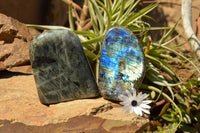 Polished Labradorite Standing Free Forms With Intense Blue & Gold Flash x 2 From Sakoany, Madagascar - TopRock