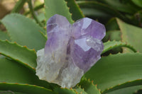 Natural Jacaranda Amethyst Clusters  x 3 From Mumbwa, Zambia - Toprock Gemstones and Minerals 