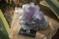 Natural Jacaranda Amethyst Cluster x 1 From Mumbwa, Zambia - TopRock