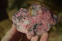 Natural Rough Red Rhodonite Specimens x 6 From Karoi, Zimbabwe