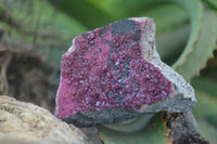 Natural Pink Salrose Cobaltion Dolomite Specimens  x 6 From Congo - Toprock Gemstones and Minerals 