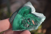 Polished Small Flower Banded Malachite Slices  x 24 From Congo - Toprock Gemstones and Minerals 