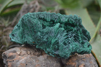 Natural Large Chatoyant Silky Malachite Specimens  x 4 From Kasompe, Congo - Toprock Gemstones and Minerals 