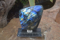 Polished Flashy Labradorite Standing Free Forms  x 2 From Tulear, Madagascar - Toprock Gemstones and Minerals 