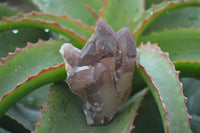 Natural Red Hematoid Quartz Specimens x 12 From Karoi, Zimbabwe