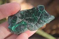 Polished Small Flower Banded Malachite Slices  x 24 From Congo - Toprock Gemstones and Minerals 