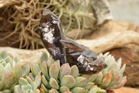 Natural Smokey Quartz Crystal Formations  x 5 From Mt. Mulanje, Malawi - TopRock