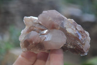 Natural Red Hematoid Quartz Specimens x 12 From Karoi, Zimbabwe